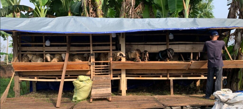 showroom tempat jual kambing kurban purwokerto 2